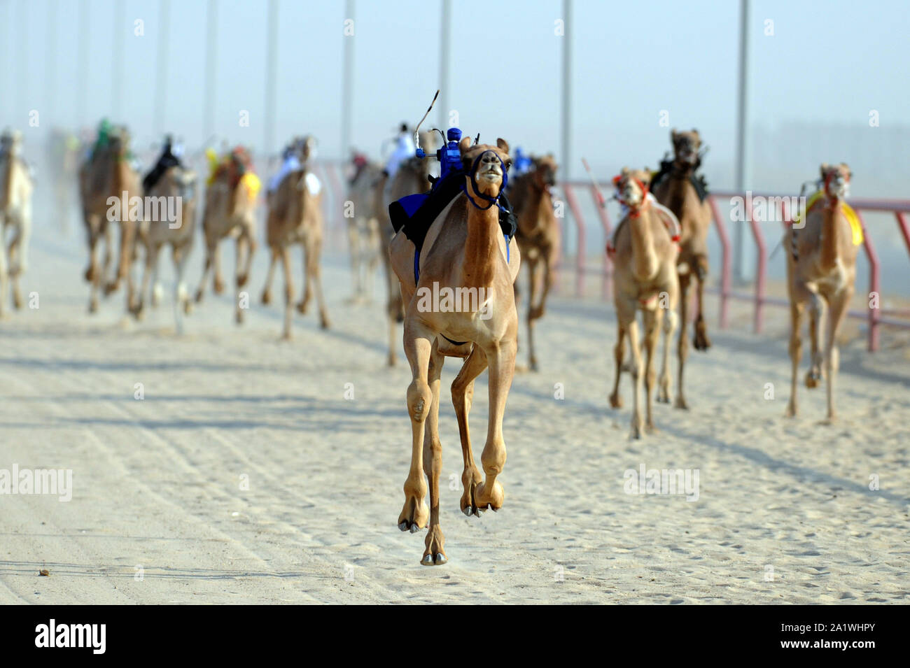 Al Ahmadi, le Koweït. 28 Sep, 2019. Les chameaux en concurrence dans une course avec robot jockeys sur leur dos dans le gouvernorat d'Al Ahmadi, le Koweït, le 22 sept., 201928. Course de chameaux amour koweïtiens, qui est un événement sportif très populaire au Koweït. Credit : Ghazy Qaffaf/Xinhua/Alamy Live News Banque D'Images