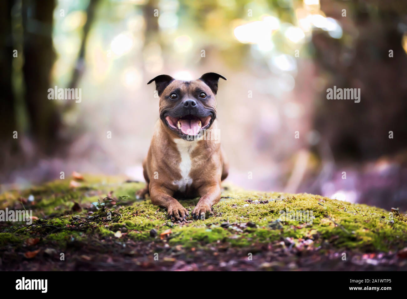 Stafforshire bull terrier staffy lovely dog Banque D'Images