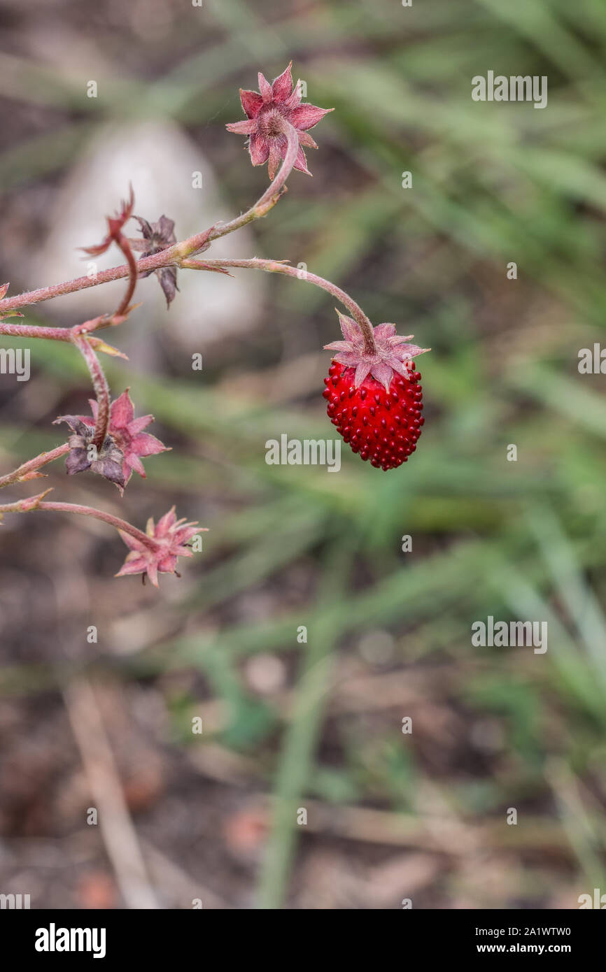 De minuscules fraises rouge et vert des feuilles dans le jardin vert Banque D'Images