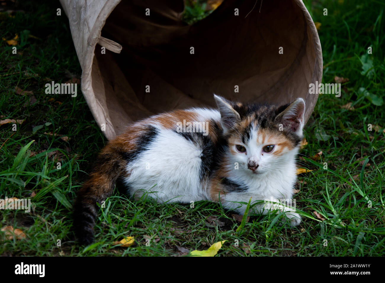 Dvd chatons dans le parc à Antalya,Turquie Banque D'Images