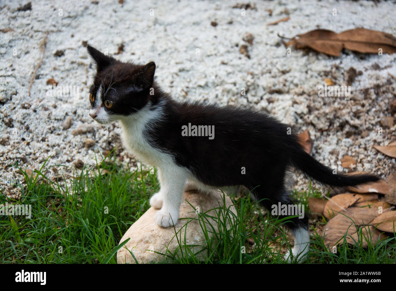 Dvd chatons dans le parc à Antalya,Turquie Banque D'Images