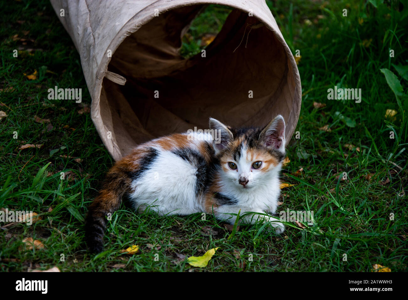 Dvd chatons dans le parc à Antalya,Turquie Banque D'Images