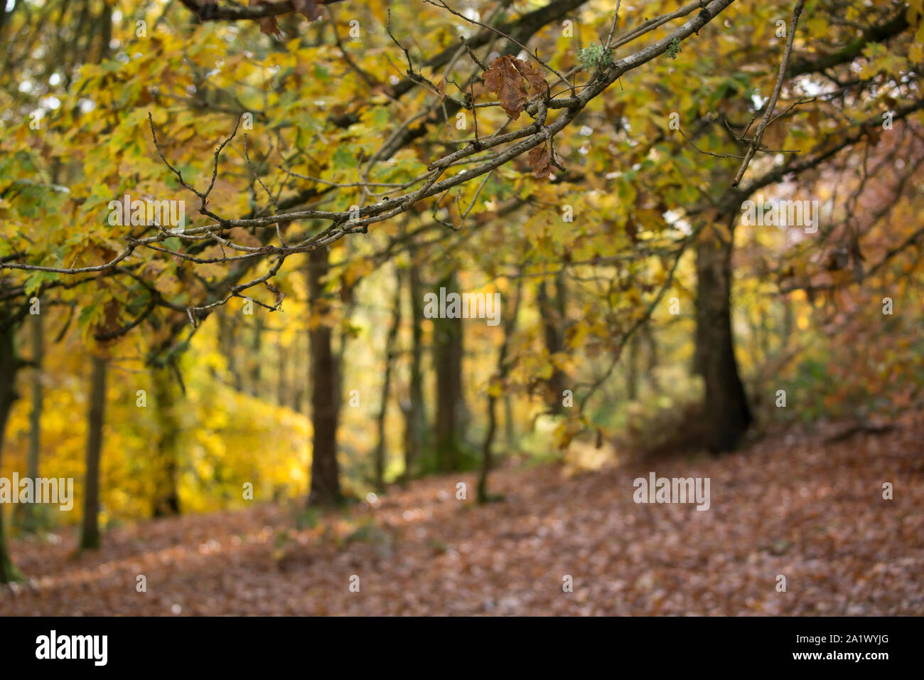 Paysage boisé du Royaume-Uni en automne. Banque D'Images
