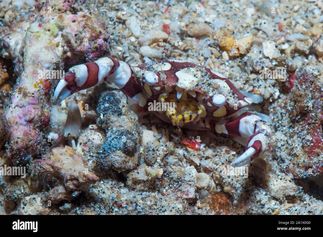 Crabe nageur arlequin [Lissocarchinus laevis]. Nord de Sulawesi, en Indonésie. Banque D'Images