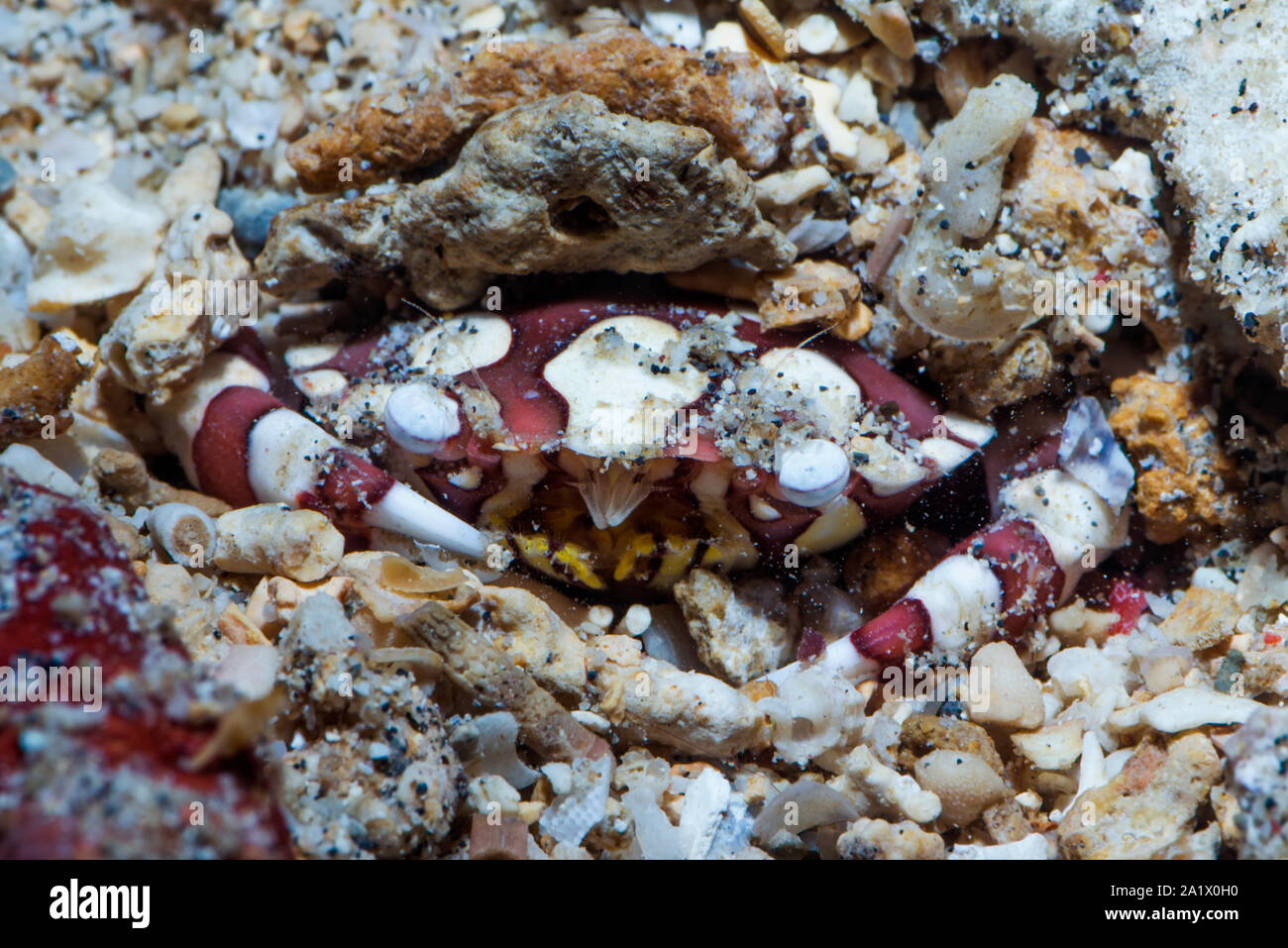 Crabe nageur arlequin [Lissocarchinus laevis]. Nord de Sulawesi, en Indonésie. Banque D'Images