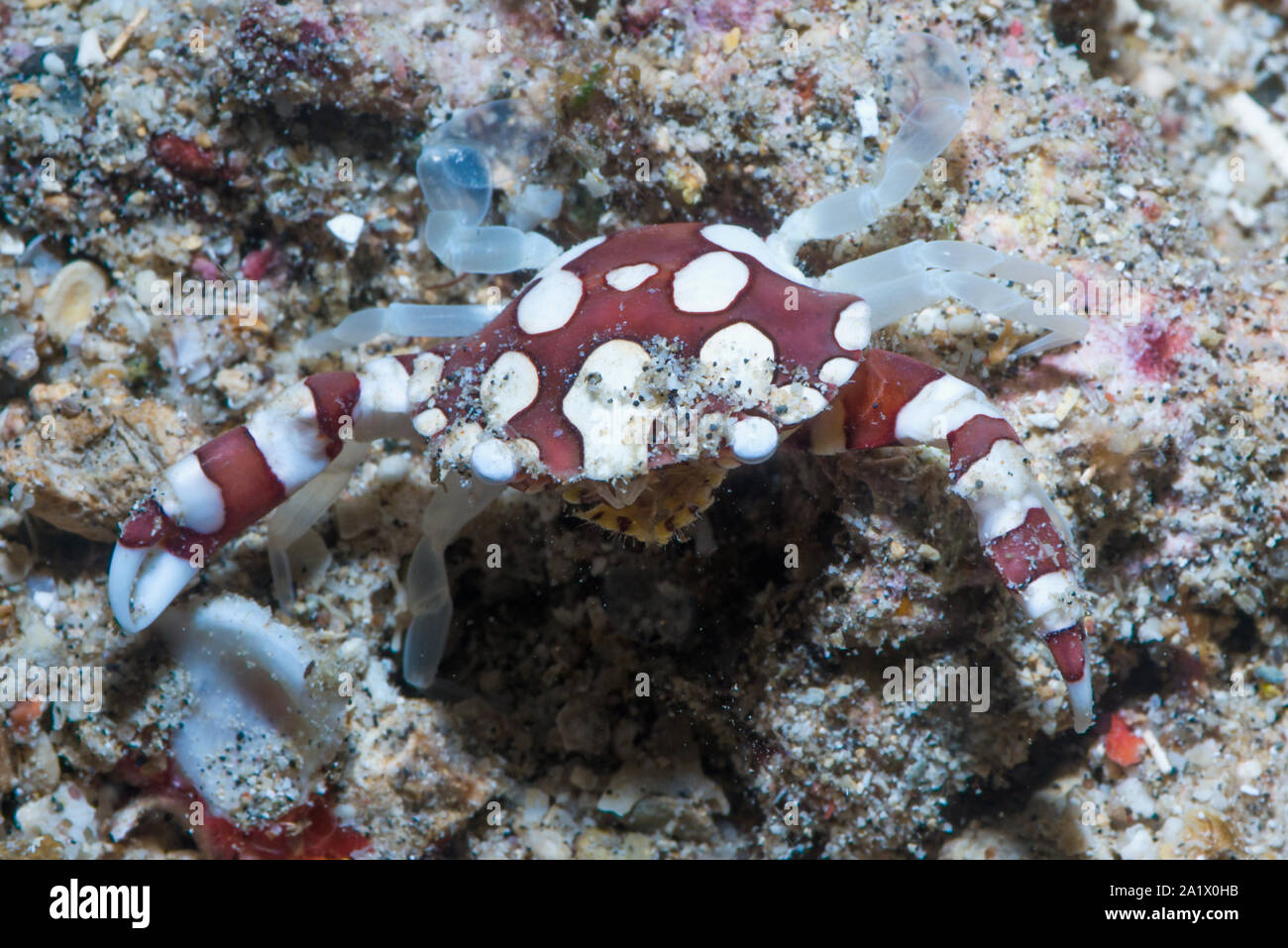 Crabe nageur arlequin [Lissocarchinus laevis]. Nord de Sulawesi, en Indonésie. Banque D'Images