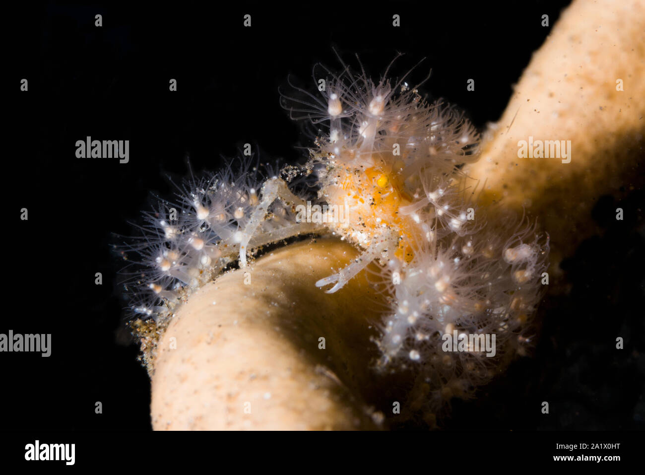 [Spidercrab Achaïos spinosus] hydroïde décoré de polypes. Détroit de Lembeh, au nord de Sulawesi, Indonésie. Banque D'Images