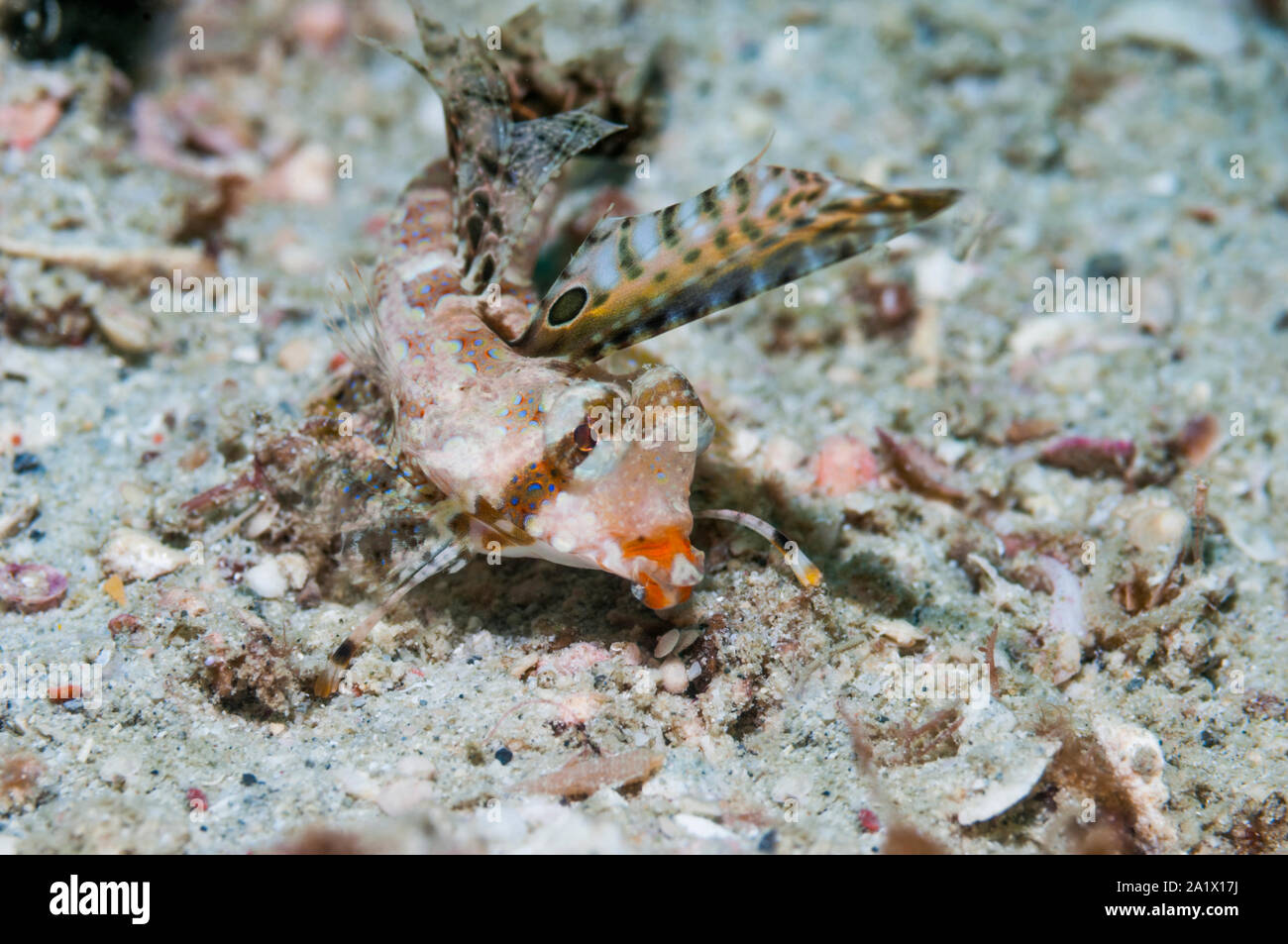Dactyopus dactylopus dragonet Fingered []. Puerto Galera, Philippines. Banque D'Images