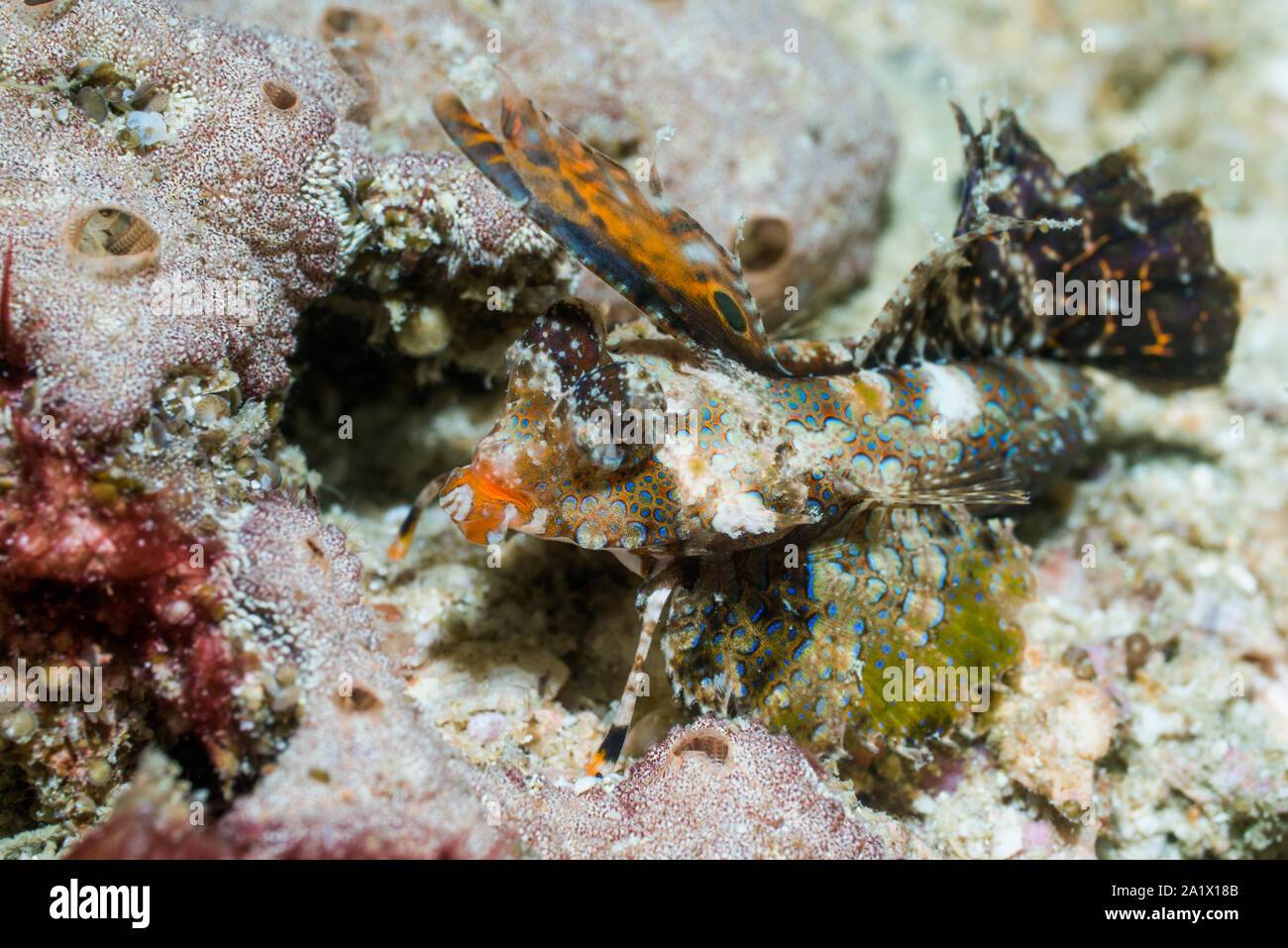 [Dactylopus Dragonet Fingered] dactylopus. Puerta Galera, Philippines. Indo-ouest pacifique. Banque D'Images