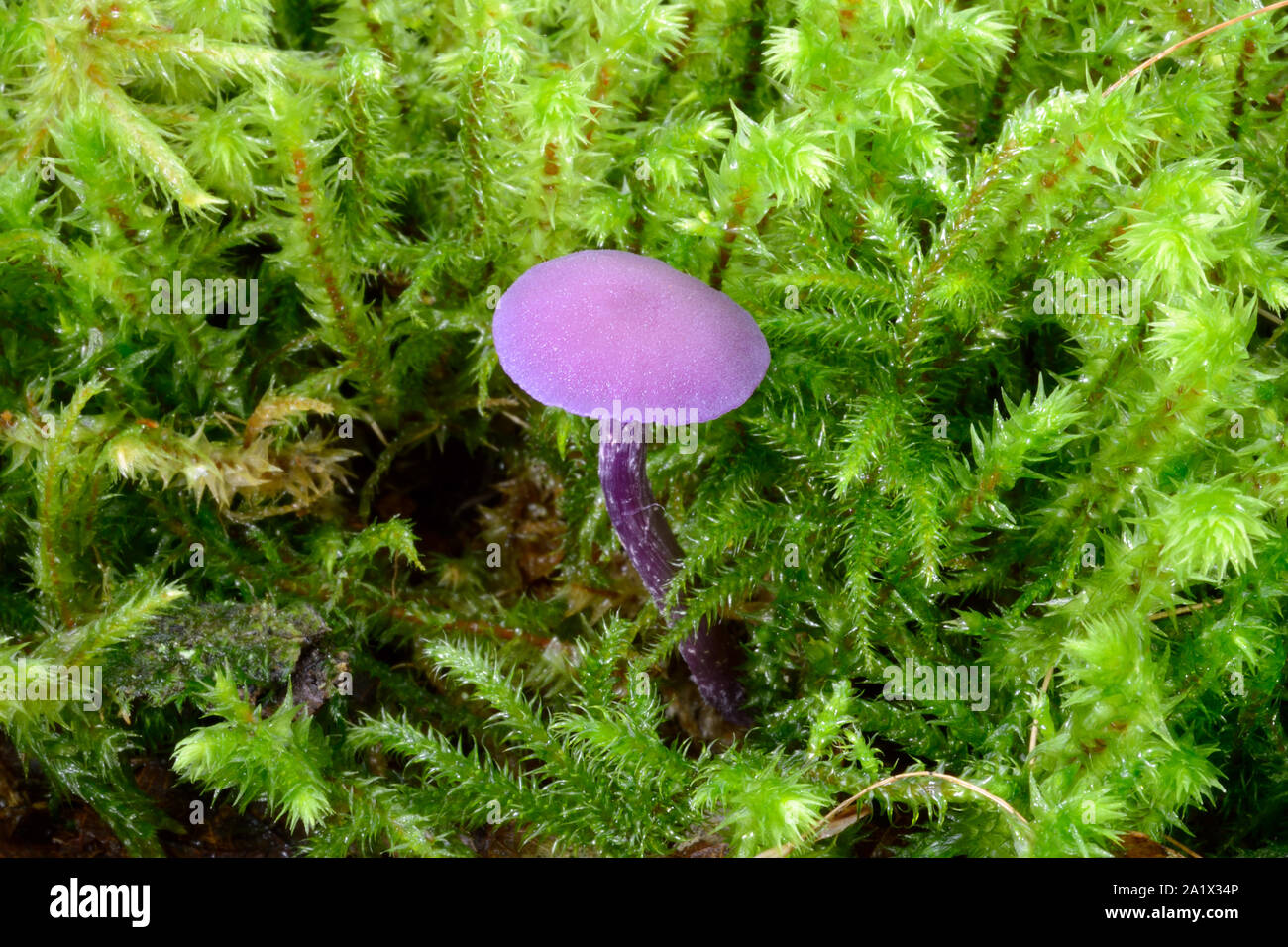 Laccaria amethystina (amethyst deceiver) est un petit champignon violet, qui pousse dans les forêts de conifères et feuillus. Ici entre la mousse dans le Nord du Pays de Galles. Banque D'Images