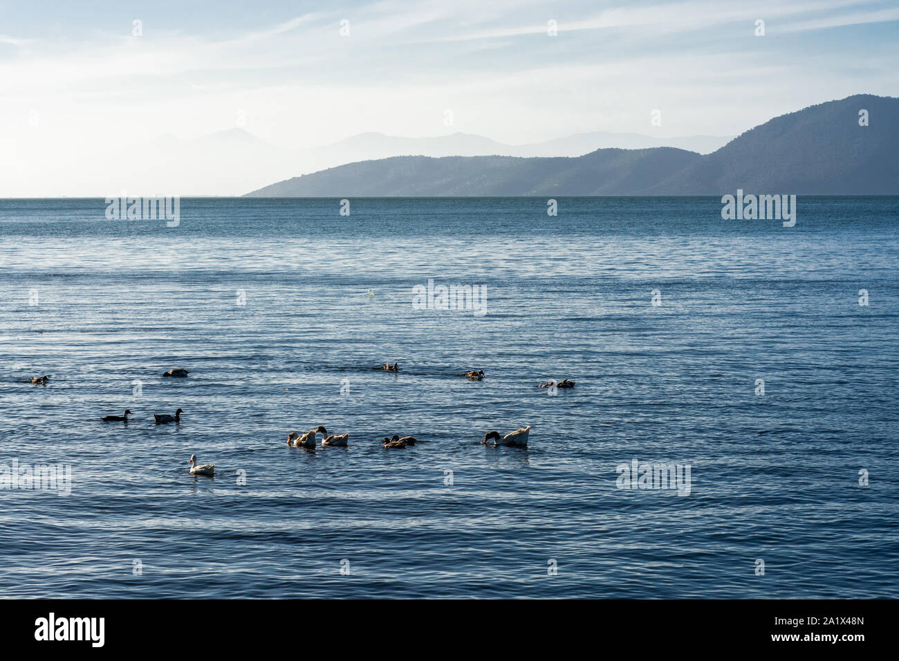 Canards flottant sur un lac Banque D'Images