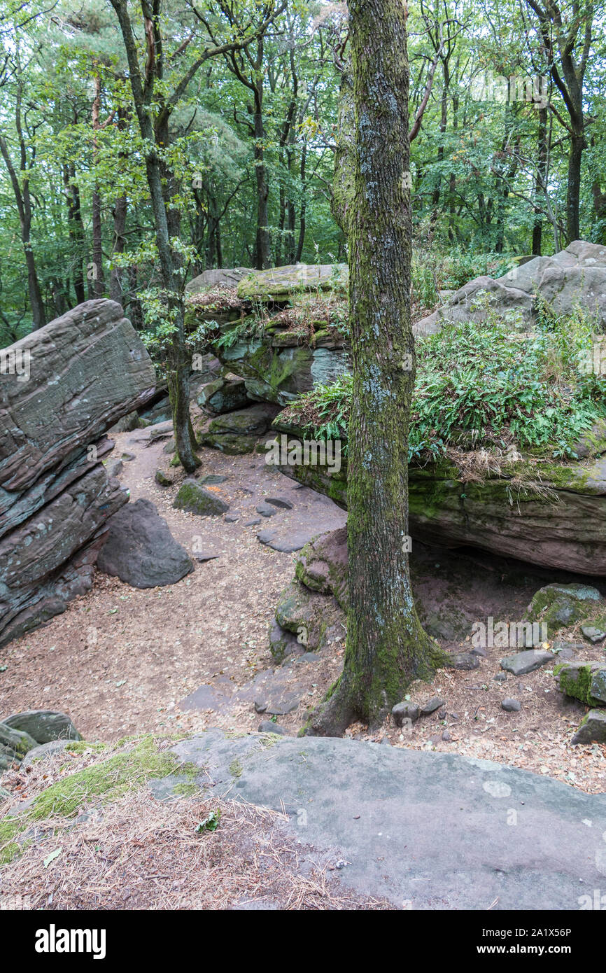 De gros rochers au milieu de la forêt verte Banque D'Images