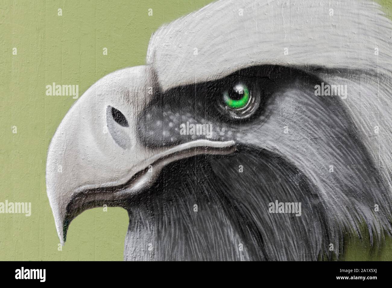 Les graffitis, chef d'un oiseau de proie, green eye, profil, Neuss, en Rhénanie du Nord-Westphalie, Allemagne Banque D'Images