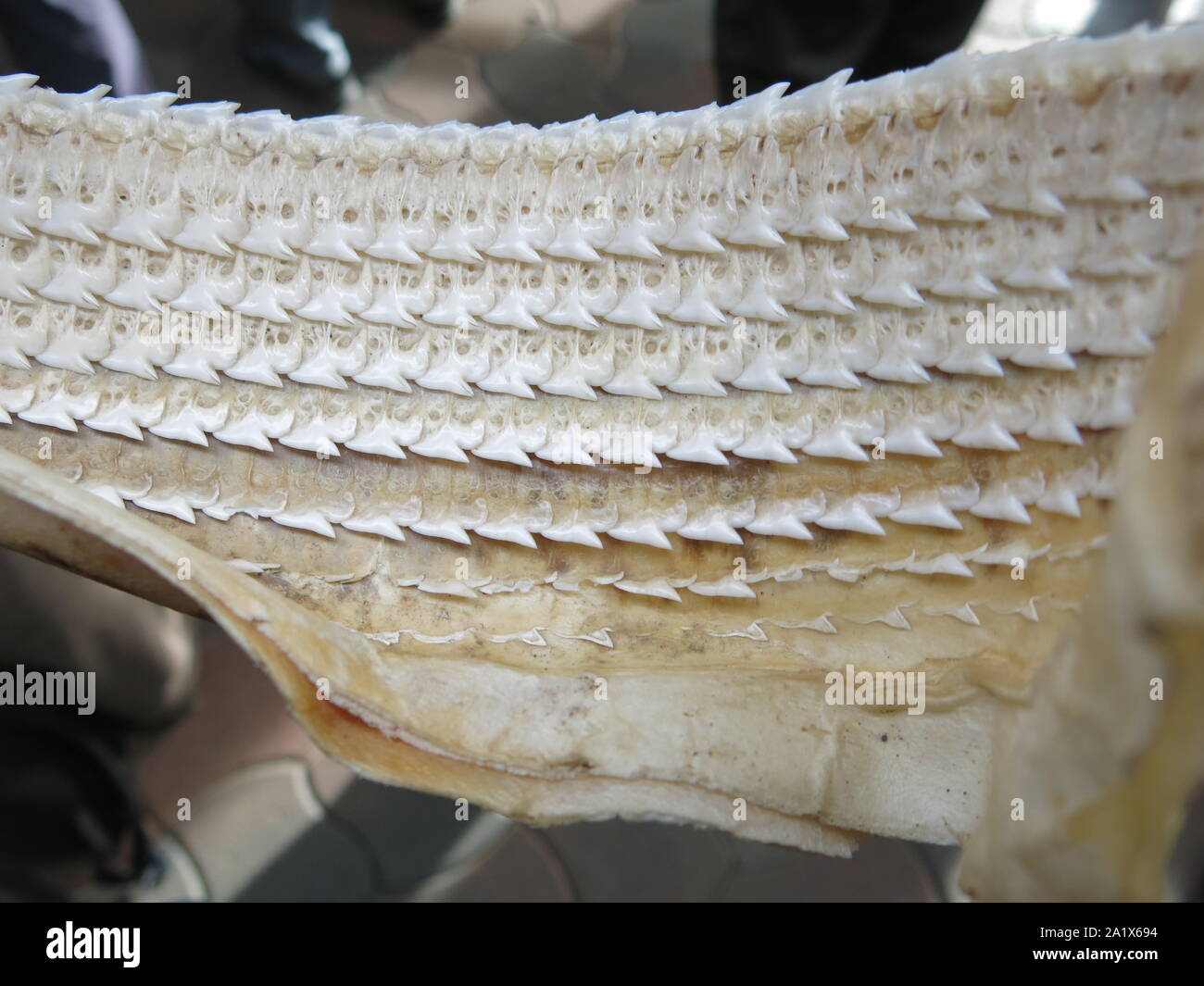 Shark teeth rows Banque de photographies et d'images à haute résolution -  Alamy