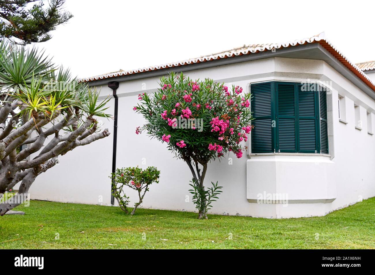 Une plante à fleurs roses dans le jardin d'une maison blanche (Porto Santo, Madère, Portugal) Banque D'Images