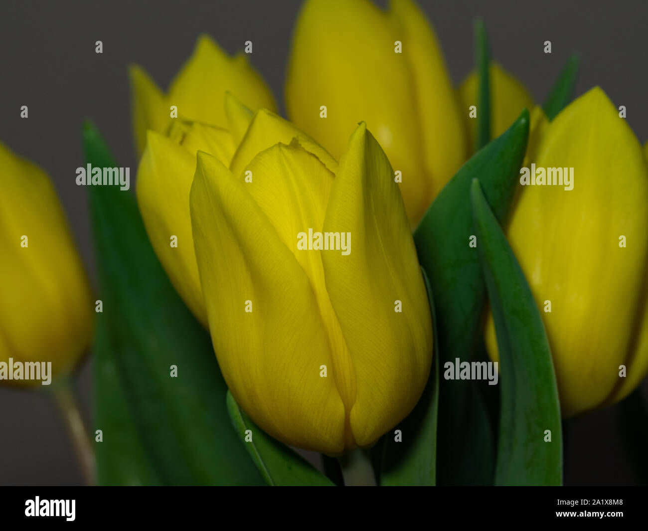 Bouquet de tulipes jaunes close up Banque D'Images