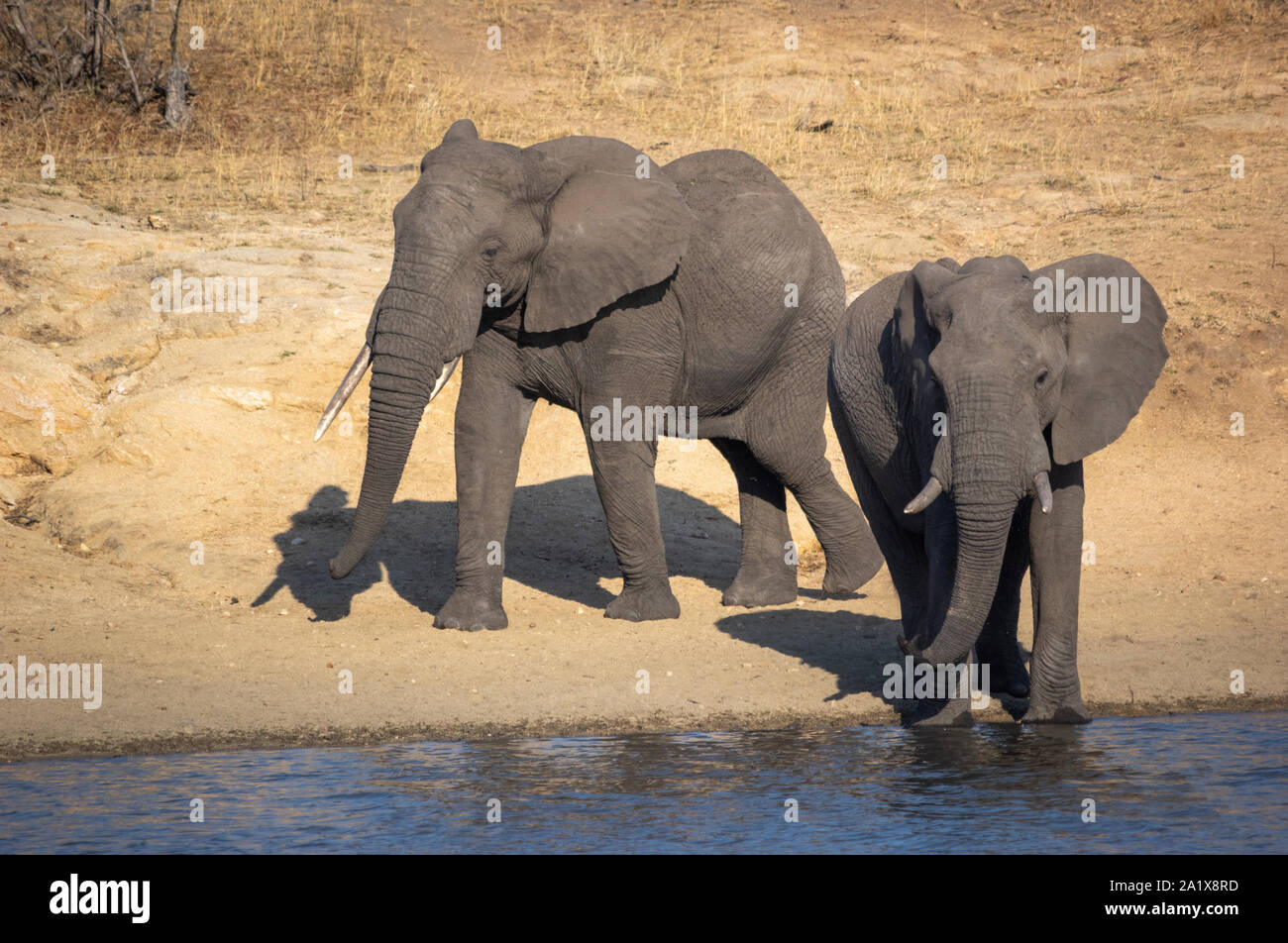 Les éléphants dans le Parc National Kruger, Afrique du Sud Banque D'Images