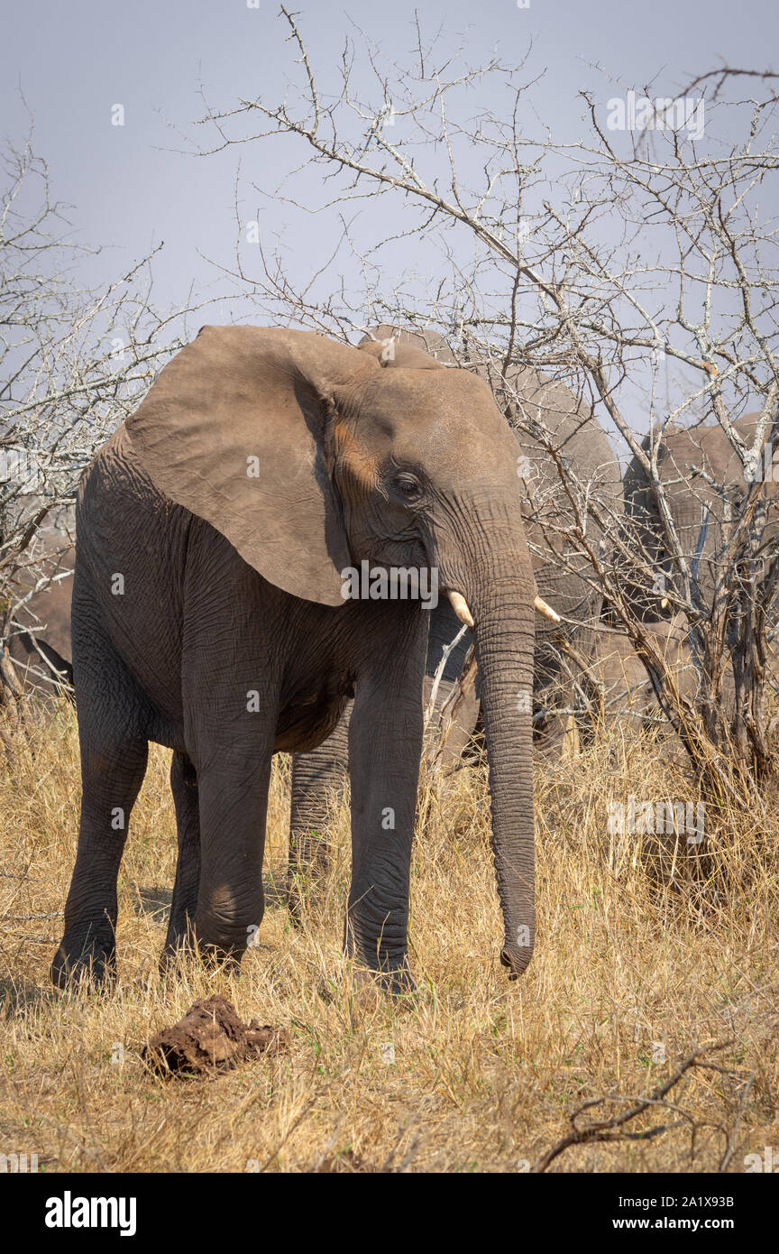 Les éléphants dans le Parc National Kruger, Afrique du Sud Banque D'Images
