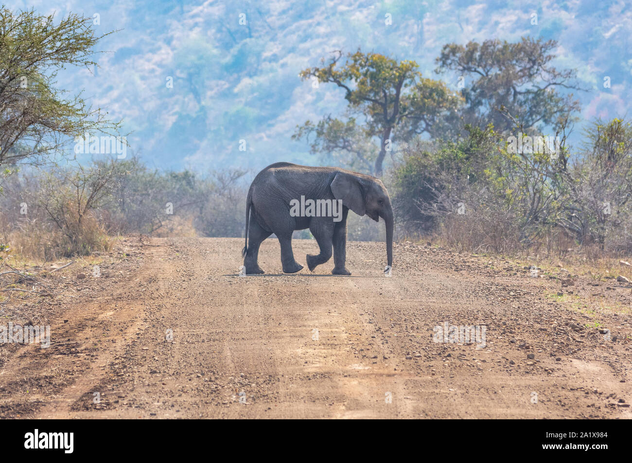 Les éléphants dans le Parc National Kruger, Afrique du Sud Banque D'Images