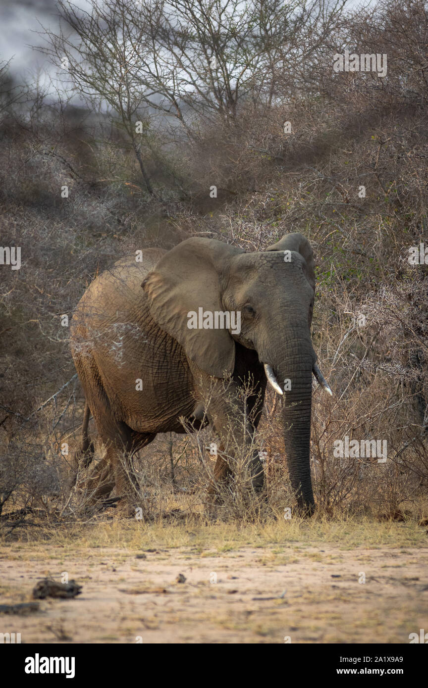 Les éléphants dans le Parc National Kruger, Afrique du Sud Banque D'Images