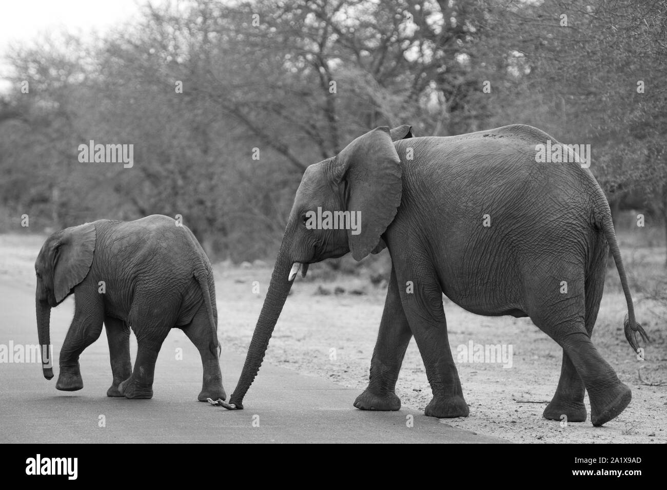 Les éléphants dans le Parc National Kruger, Afrique du Sud Banque D'Images