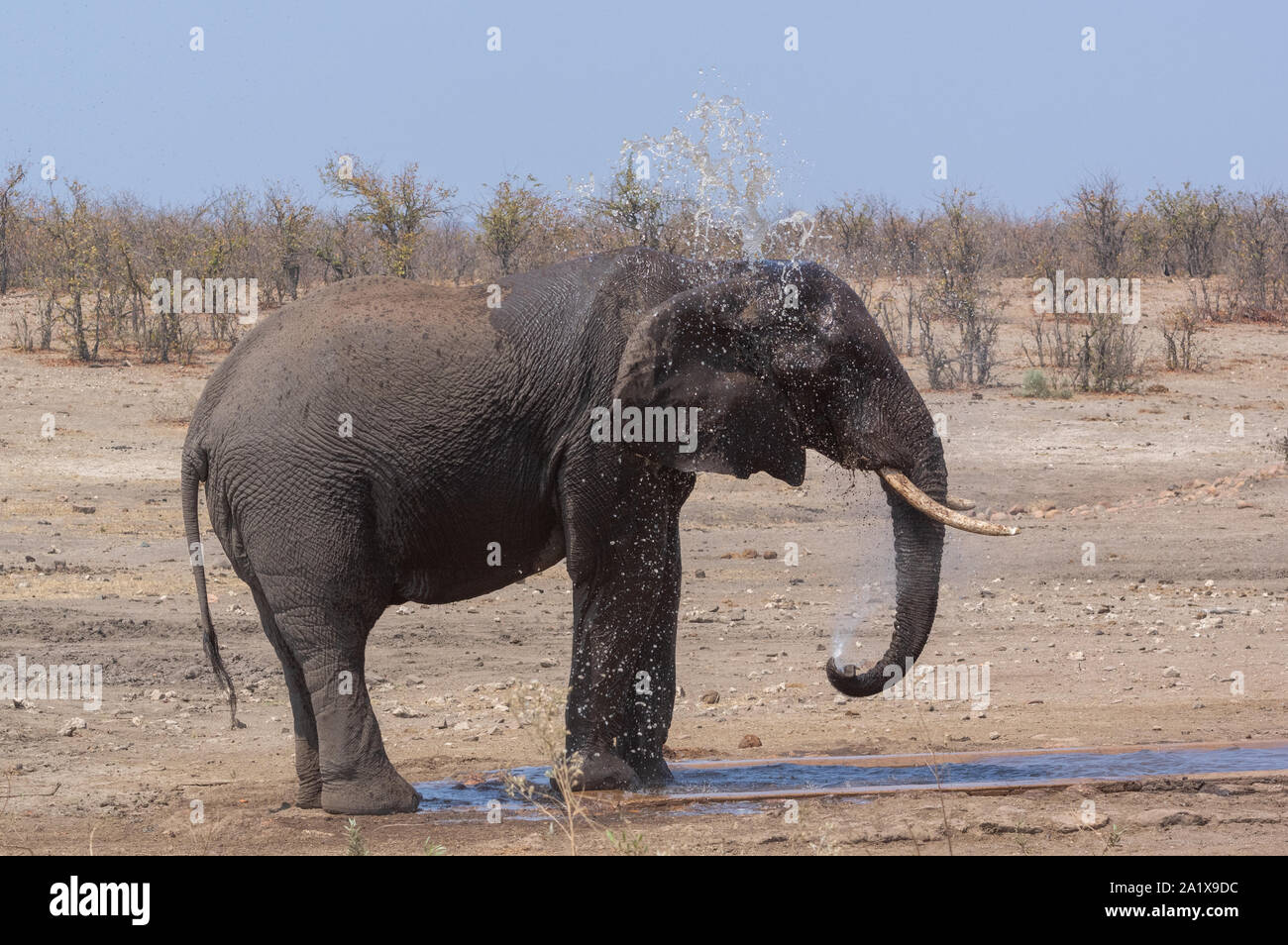 Les éléphants dans le Parc National Kruger, Afrique du Sud Banque D'Images