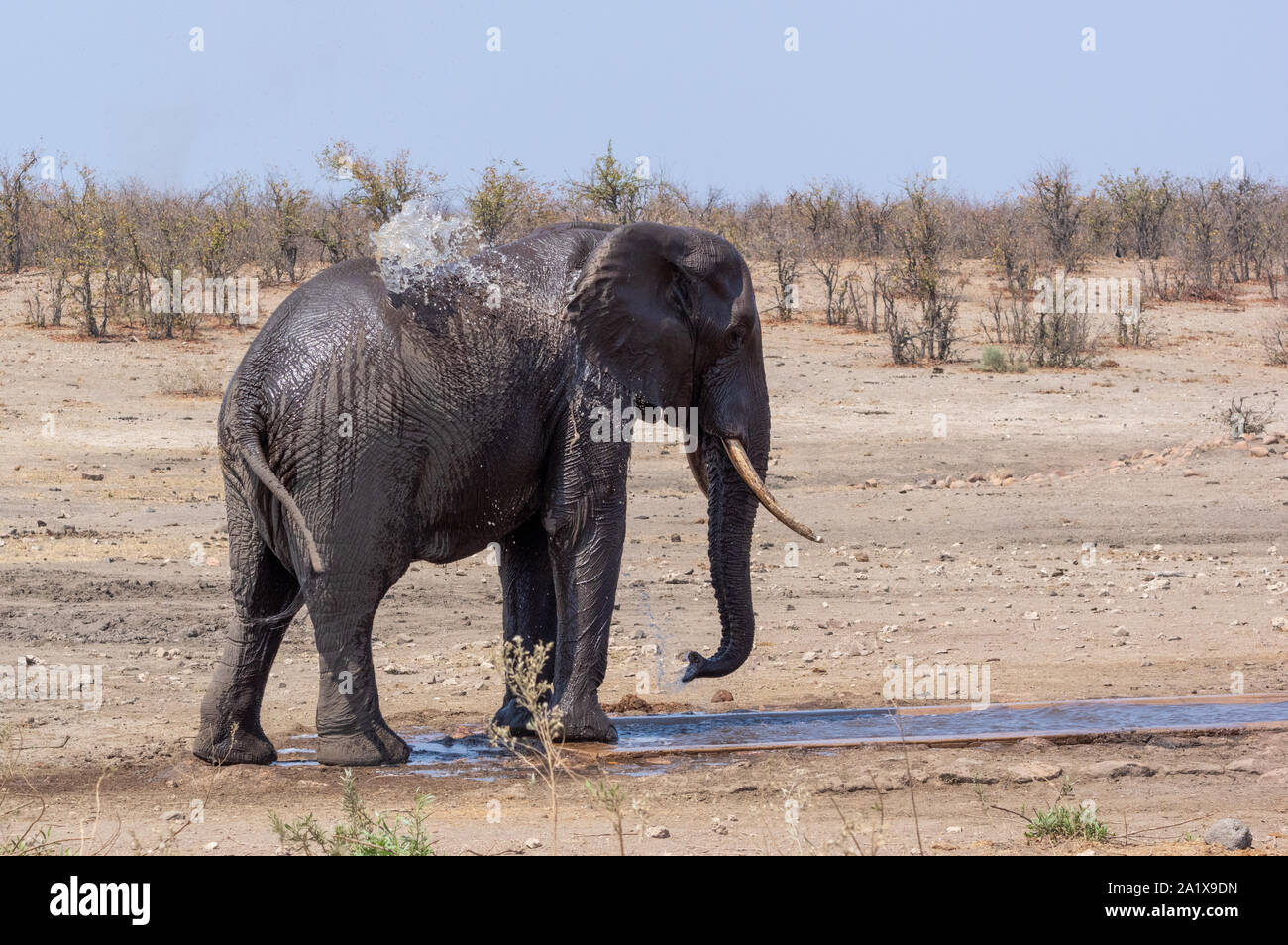 Les éléphants dans le Parc National Kruger, Afrique du Sud Banque D'Images