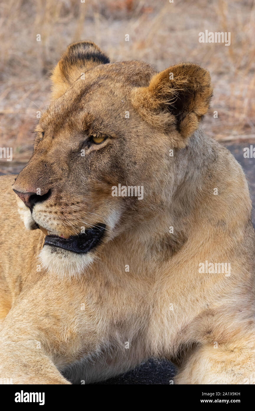 Un Lion en Kruger National Park, Afrique du Sud Banque D'Images