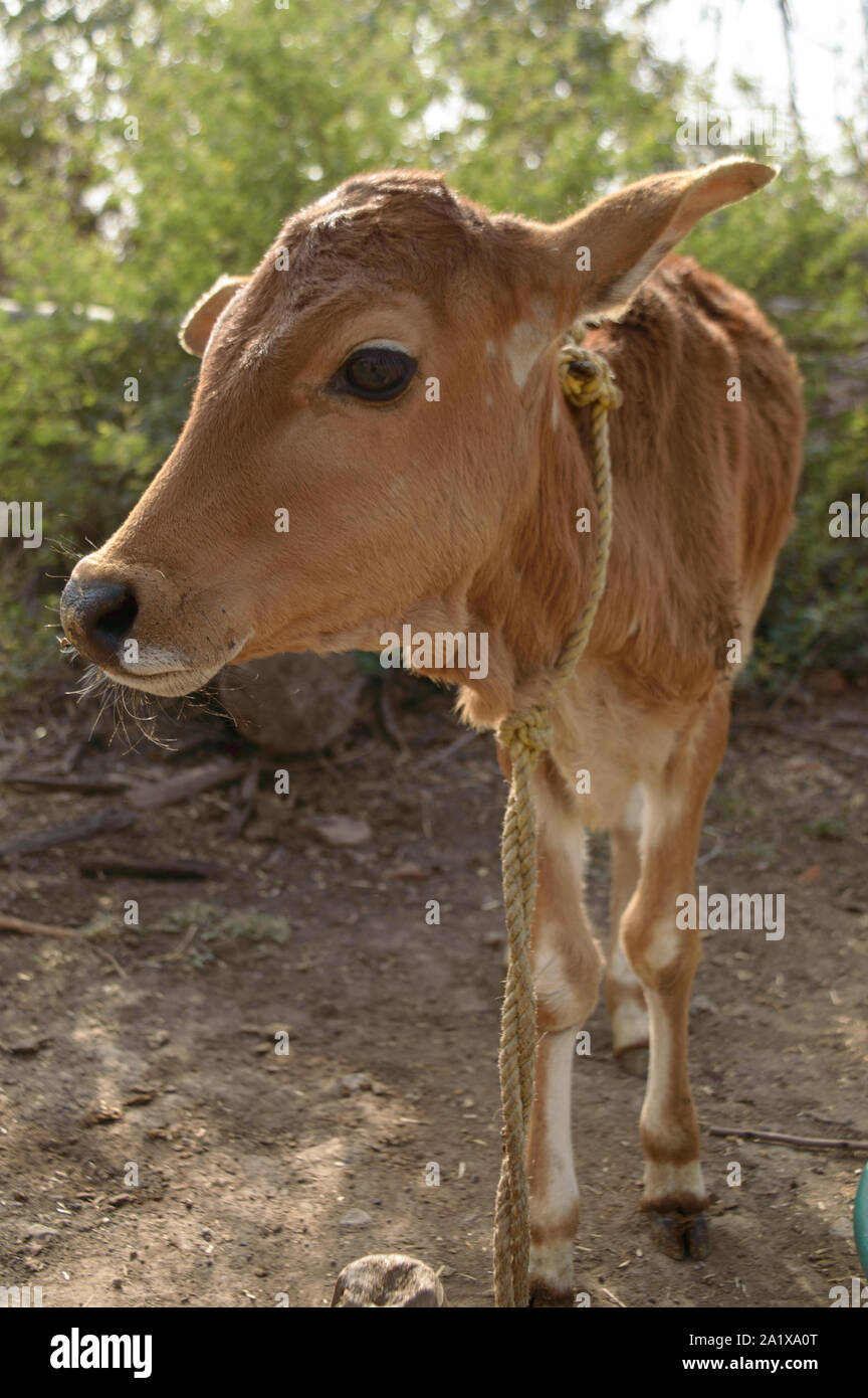 Belle Vache Bebe Indien Ou D Un Veau A La Cravate Avec Une Corde De Bois A La Ferme Photo Stock Alamy Belle Vache Bebe Indien Ou D Un Veau A La Cravate Avec Une Corde De Bois A La Ferme Photo Stock Alamy