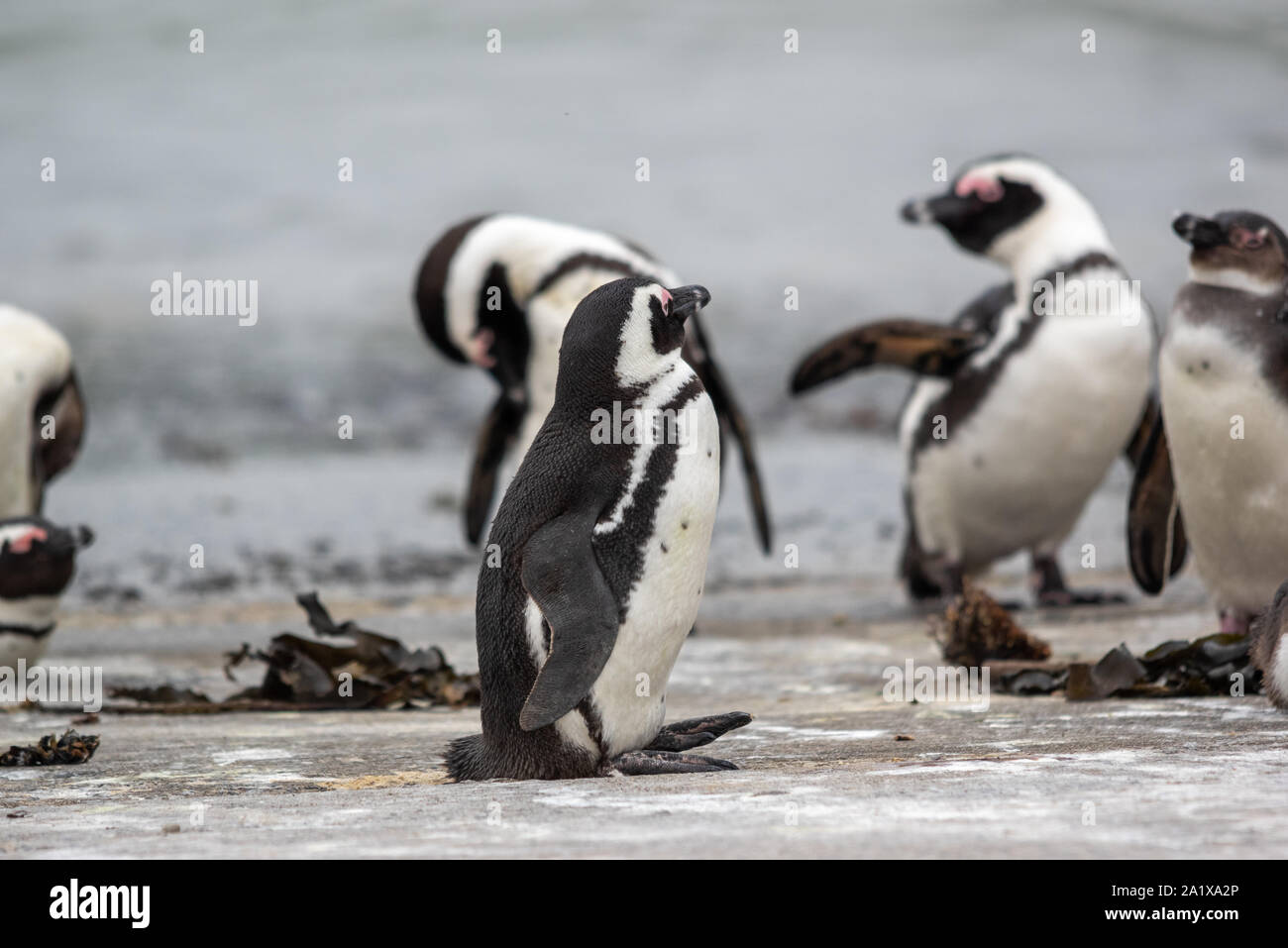 Pingouins sur la plage du Cap, Afrique du Sud Banque D'Images