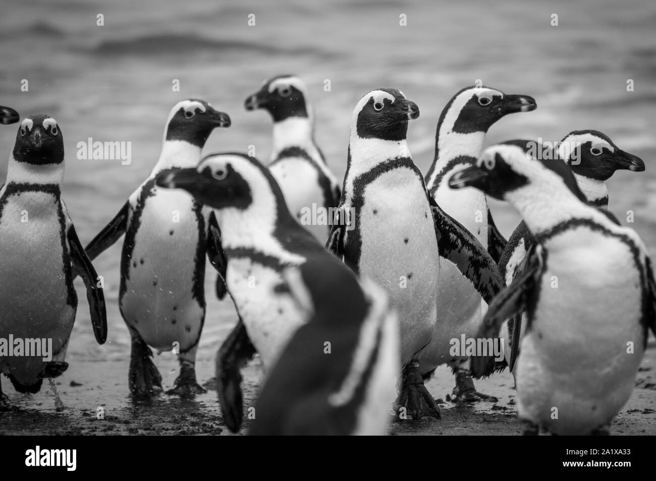 Pingouins sur la plage du Cap, Afrique du Sud Banque D'Images