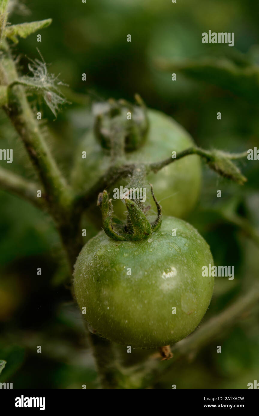 Micro libre shot of Indian green tomato couvrir avec de la terre et de l'engrais et l'eau. Banque D'Images