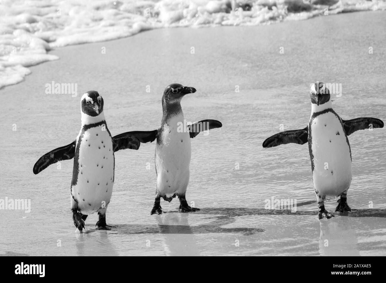 Pingouins sur la plage du Cap, Afrique du Sud Banque D'Images