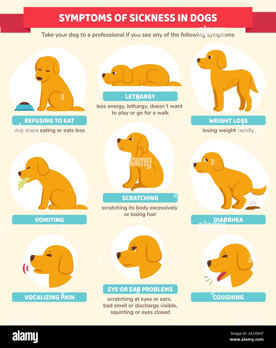 Chien malade symptômes infographie graphique. Illustration de la santé canine vétérinaires dans cute cartoon style. Illustration de Vecteur