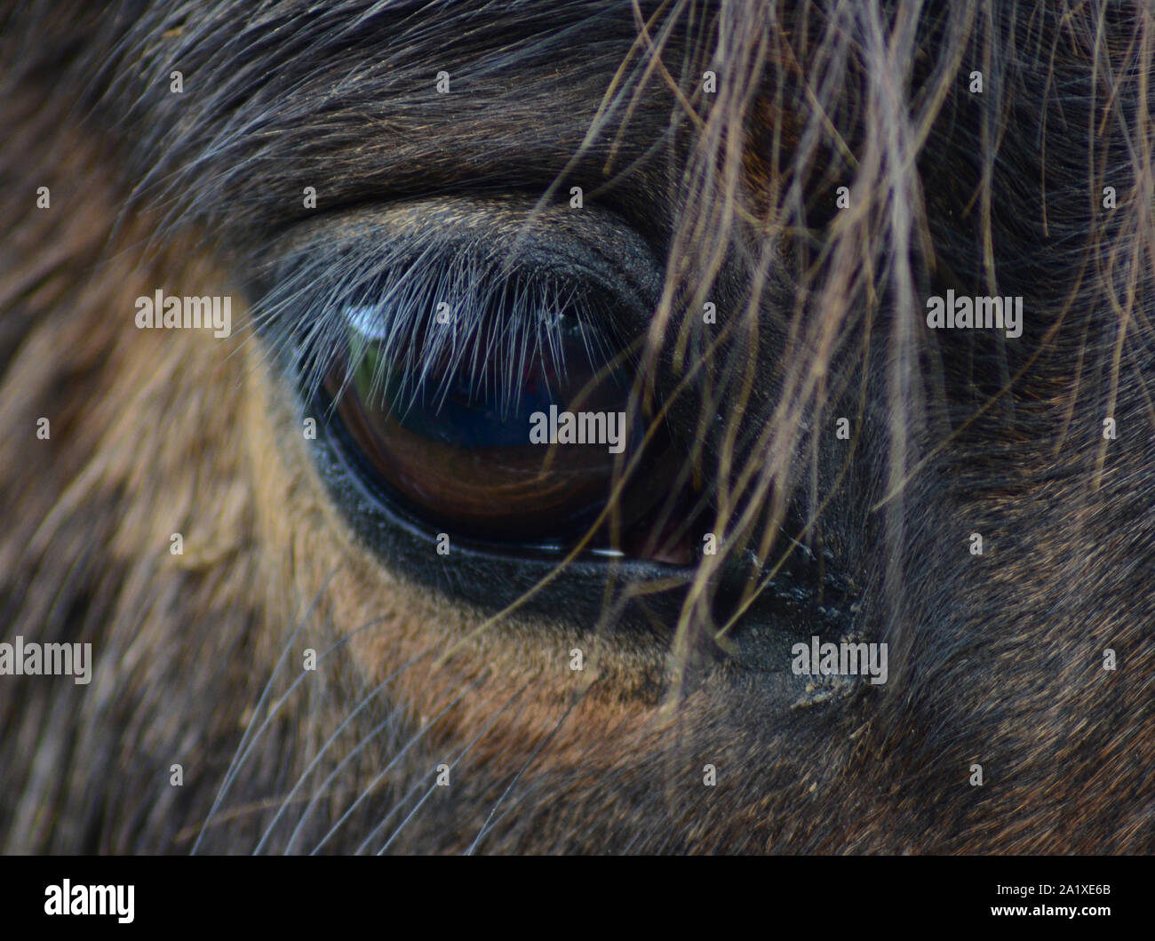 Close up macro image de l'œil, avec la crinière et la fourrure sur les yeux bruns Banque D'Images