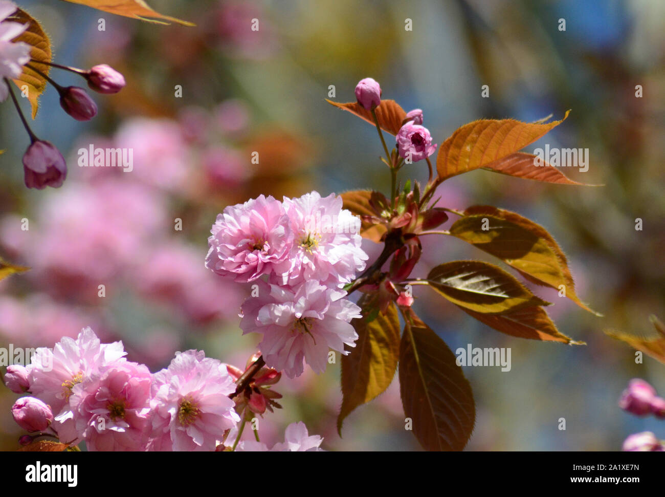 Rose pâle fleur de cerisier et noyer les feuilles des arbres contre Sunshine Banque D'Images