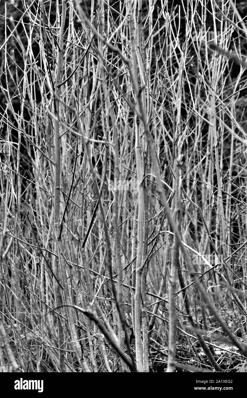 Photo noir et blanc de plantes sèches dans les Alpes vaudoises après un temps de gel Banque D'Images