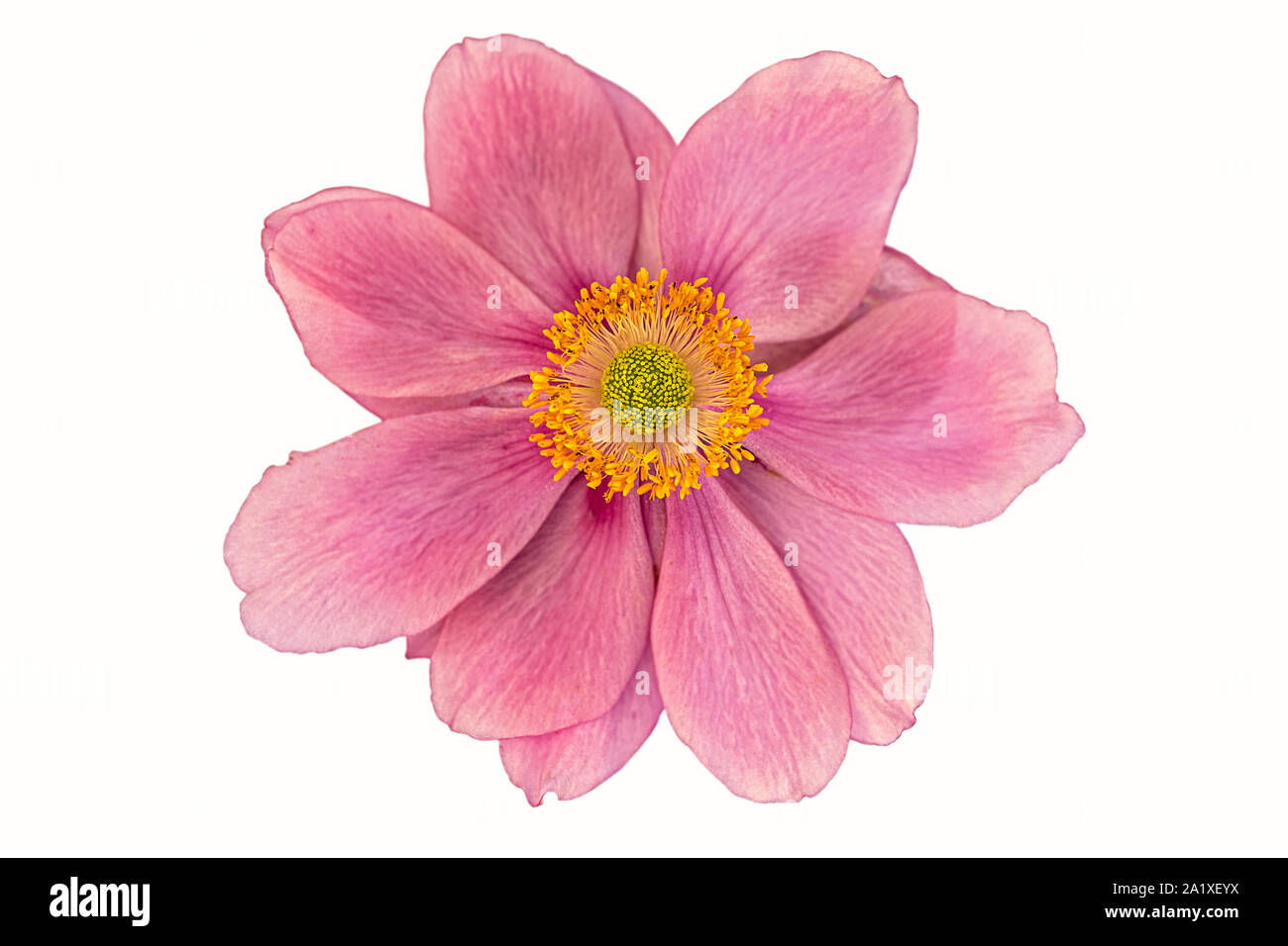 D'une fleur d'automne, windflower anemone Banque D'Images