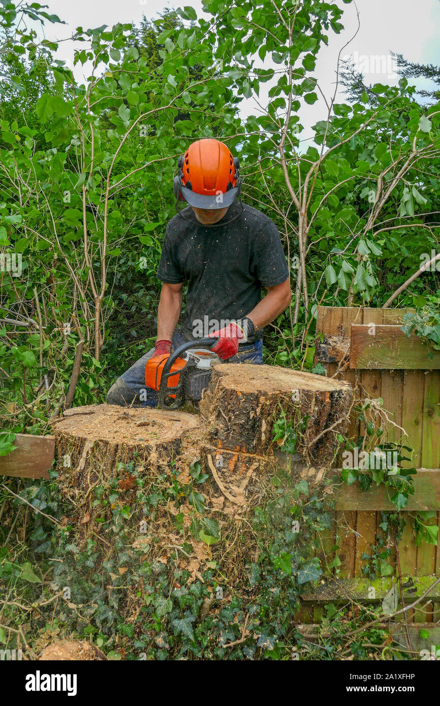 Arboriste ou Tree Surgeon portant l'équipement de sécurité à l'aide d'une scie  pour couper une grande souche d'arbre Photo Stock - Alamy