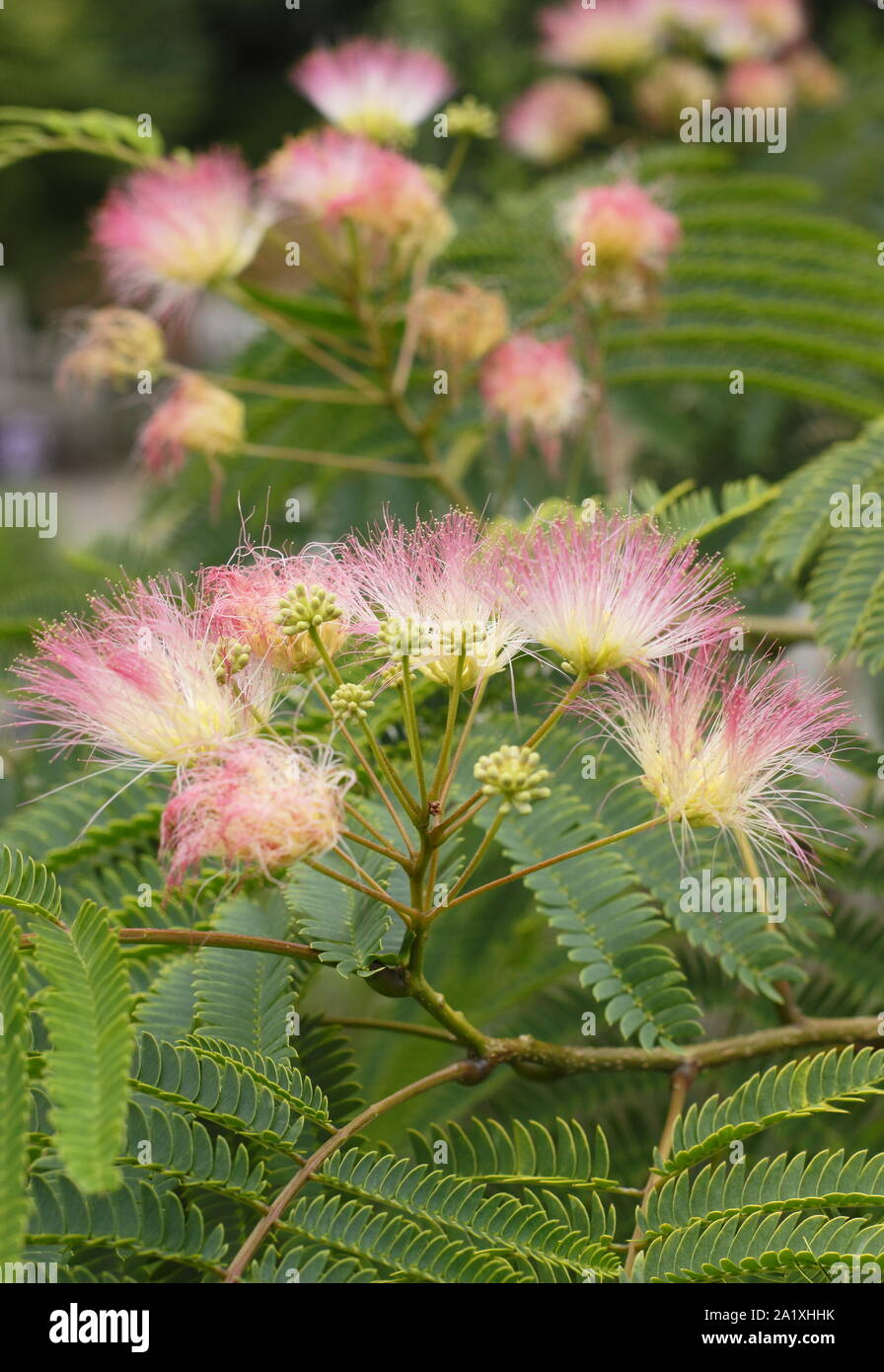 Arbre à soie persane. Albizia julibrissin 'Tropical Dream'. Arbre en soie persane affichant des fleurs roses moelleuses caractéristiques au début de l'automne. ROYAUME-UNI Banque D'Images