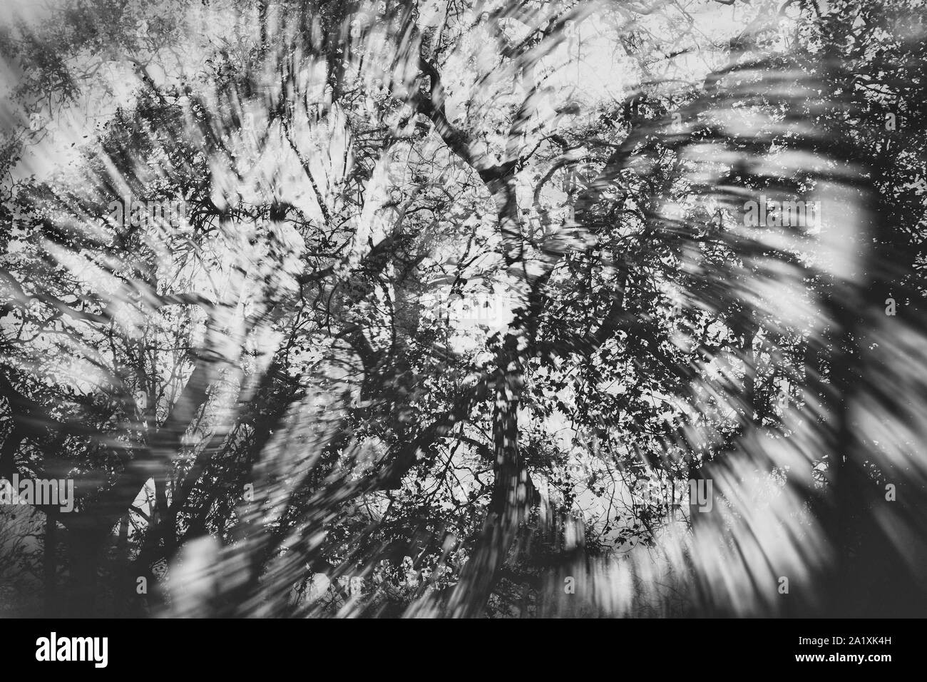 Résumé fond forêt brumeuse en saison d'automne, noir et blanc. Flou image créative. Banque D'Images