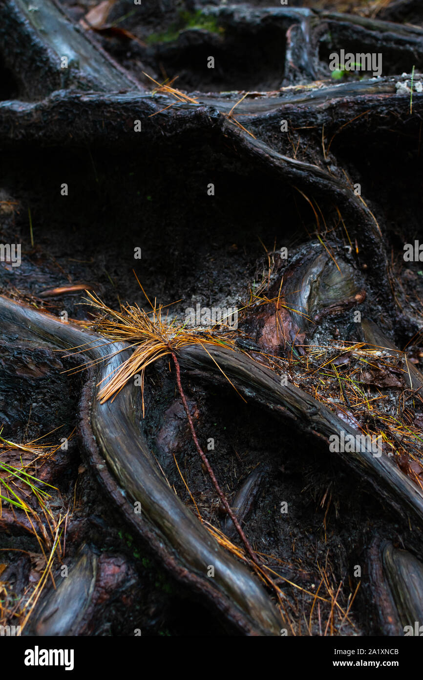Les racines des arbres exposés après la pluie. Starved Rock State Park, Illinois, États-Unis Banque D'Images
