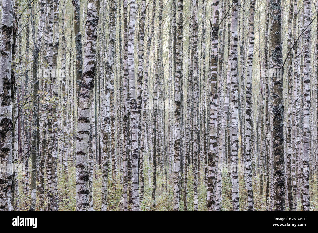 Le 28 septembre 2019, Katowice, Pologne : bouleau, forêts de l'Est et du Nord de l'Europe et la Russie sont vraiment belles, surtout en automne et en hiver. Les bouleaux sont considérés comme espèce pionnière, colonisant rapidement les zones ouvertes. Ils sont très communs dans l'hémisphère Nord. Dans de nombreux pays, les bouleaux ont une importance spirituelle, symbolisent la croissance, la stabilité et l'adaptabilité. En Russie et en Finlande, ils sont considérés comme l'arbre national. En Russie il représente la force, la grâce et la proximité de la traditionnelle russe la nature. (Crédit Image : © Robert/Pastryk Zuma sur le fil) Banque D'Images