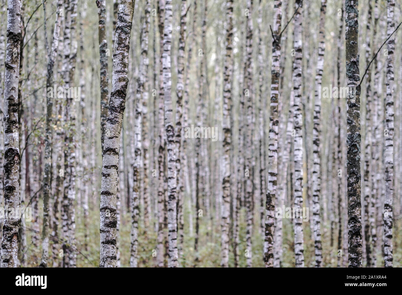 Le 28 septembre 2019, Katowice, Pologne : bouleau, forêts de l'Est et du Nord de l'Europe et la Russie sont vraiment belles, surtout en automne et en hiver. Les bouleaux sont considérés comme espèce pionnière, colonisant rapidement les zones ouvertes. Ils sont très communs dans l'hémisphère Nord. Dans de nombreux pays, les bouleaux ont une importance spirituelle, symbolisent la croissance, la stabilité et l'adaptabilité. En Russie et en Finlande, ils sont considérés comme l'arbre national. En Russie il représente la force, la grâce et la proximité de la traditionnelle russe la nature. (Crédit Image : © Robert/Pastryk Zuma sur le fil) Banque D'Images