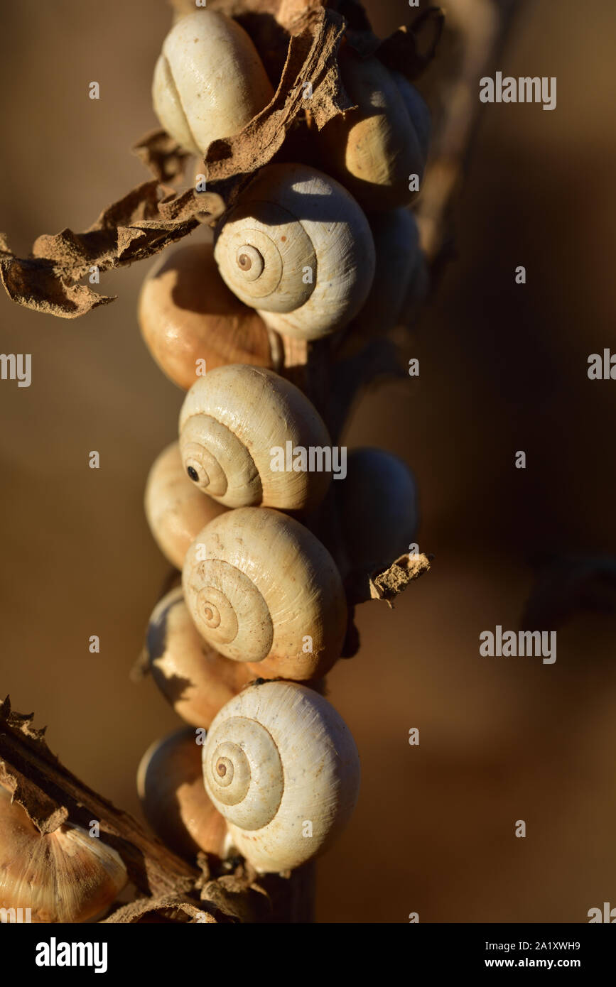 Beaucoup de petites coquilles d'escargots accrocher dans l'été sec sur une branche dans le soleil du soir en Sicile Banque D'Images