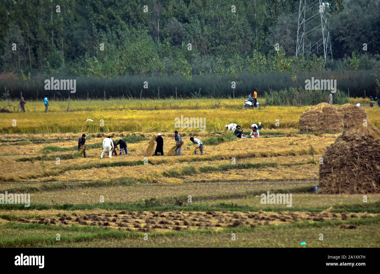 Les agriculteurs récoltent Kashmiri riz sur le terrain pendant la saison de récolte du riz dans la banlieue de Srinagar, au Cachemire.L'Inde est un des plus importants producteurs de riz blanc et de riz brun, comptant pour 25 % de tous les monde de la production de riz. Le riz est la plus importante de l'Inde et des cultures est l'aliment de base de la population de l'Est et le sud du pays. Banque D'Images
