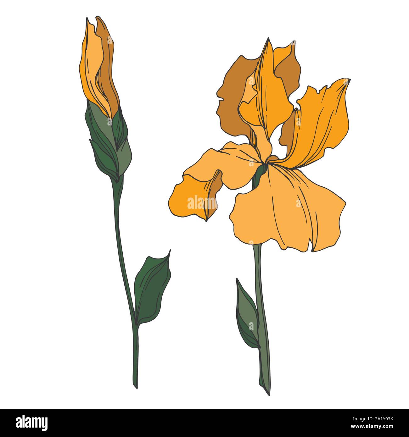 Vector floral iris fleurs botanique. Lame de ressort sauvages isolés de fleurs sauvages. Gravée en noir et blanc L'art de l'encre sur l'élément isolé illustration iris Illustration de Vecteur