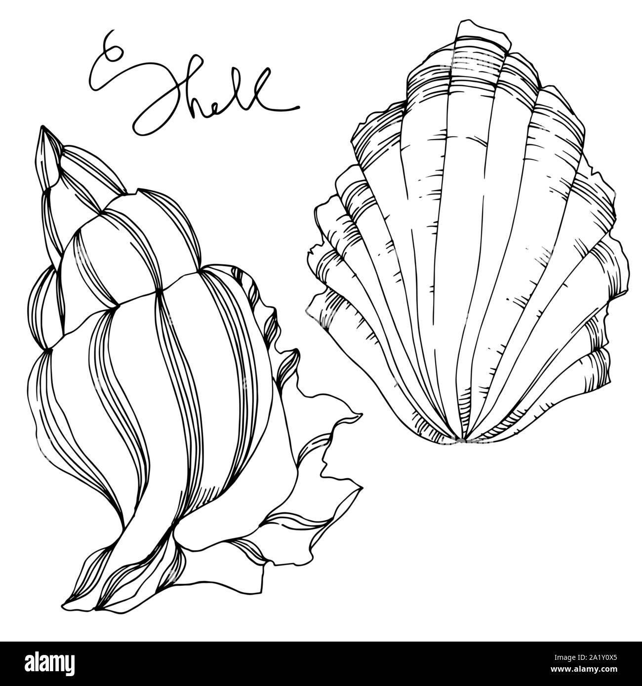 Plage d'été vecteur éléments tropicaux de coquillage. Gravée en noir et blanc art encre coquilles isolées sur fond vhite élément d'illustration. Illustration de Vecteur