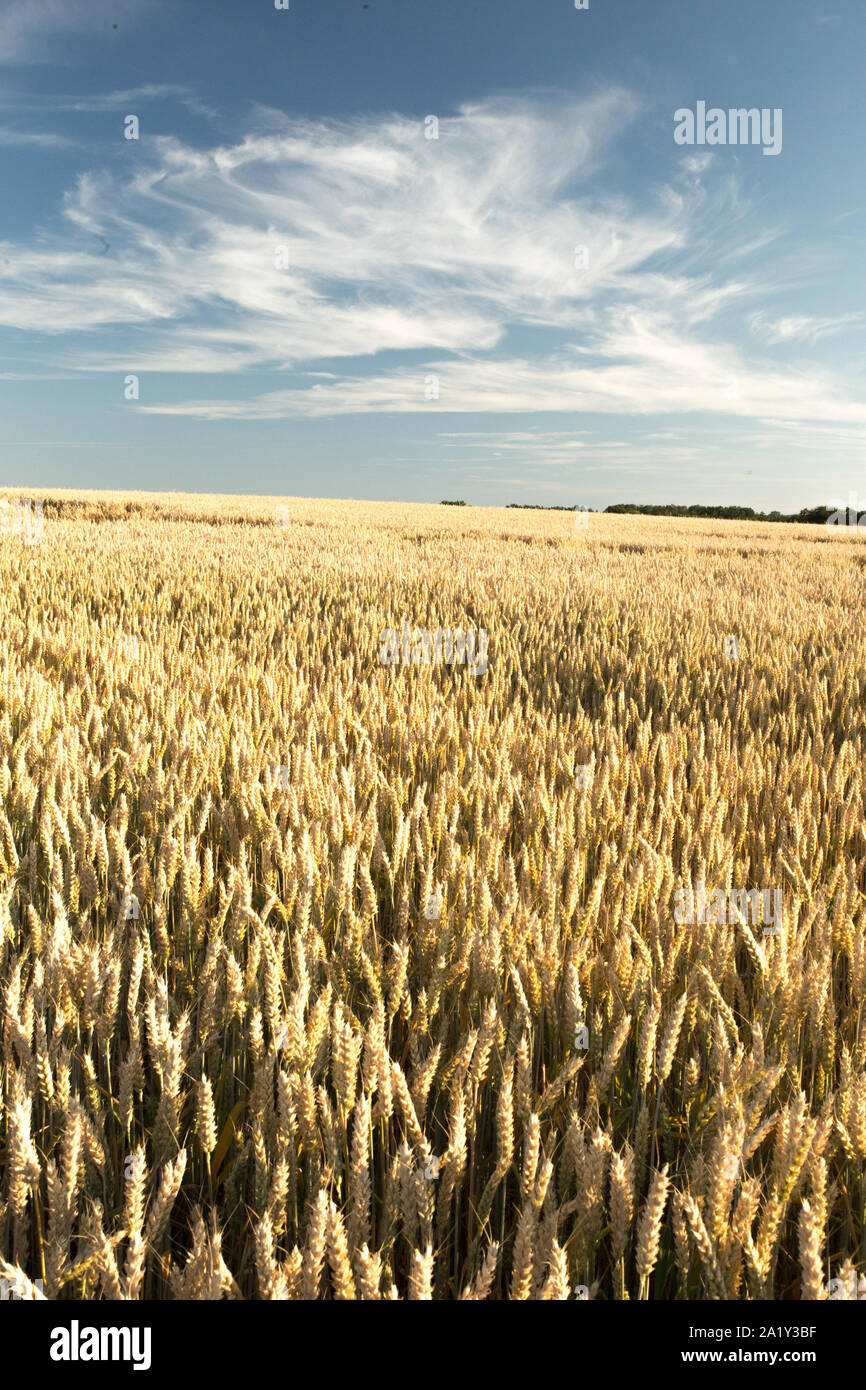 Domaine de blé d'or sous le ciel bleu et nuages dans un été Banque D'Images