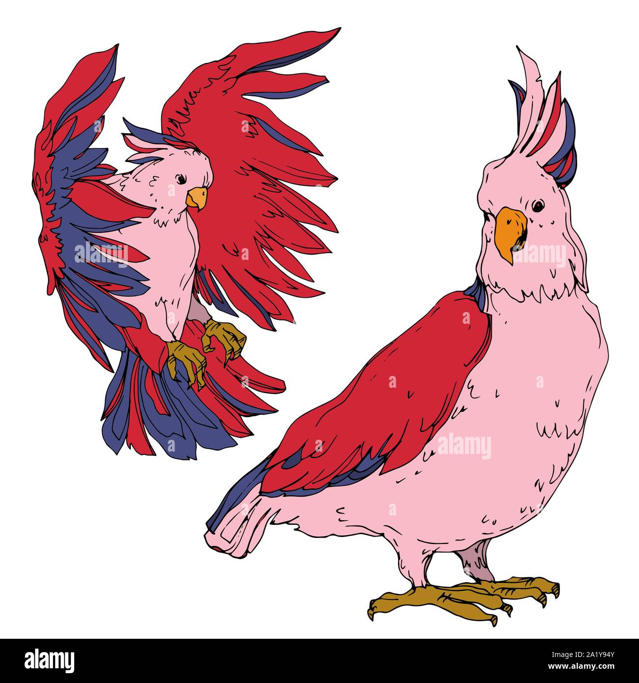 Sky Vector dans un cacatoès oiseau isolé de la faune. La liberté d ...